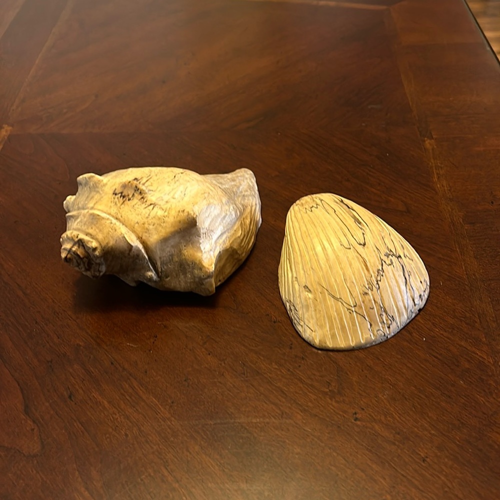 Carved Seashells